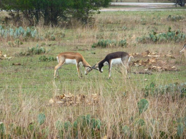 Flying L Ranch Resort & Golf Course Bandera Εξωτερικό φωτογραφία